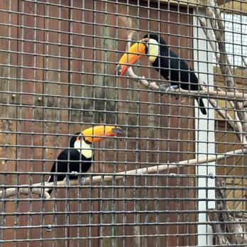Rainforest Adventures - Zoos Near Me - Sevierville, Tennessee Rainforest Adventures - Zoos Near Me - Sevierville, Tennessee