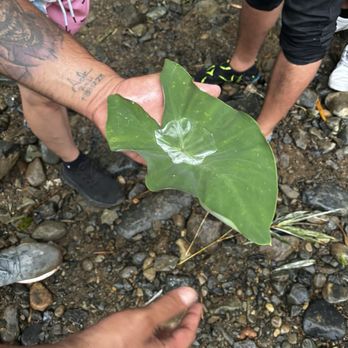 Carabali Rainforest Park - Myth says if you drink water from the leaf it gives you magical powers! - Horseback Riding Near Me - Luquillo, Puerto Rico