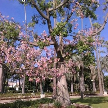 Will Rogers Memorial Park - Will Rogers Memorial Park in Beverly Hills.
Photo by, George Vreeland Hill - Parks Near Me - Beverly Hills, California Will Rogers Memorial Park - Will Rogers Memorial Park in Beverly Hills.
Photo by, George Vreeland Hill - Parks Near Me - Beverly Hills, California