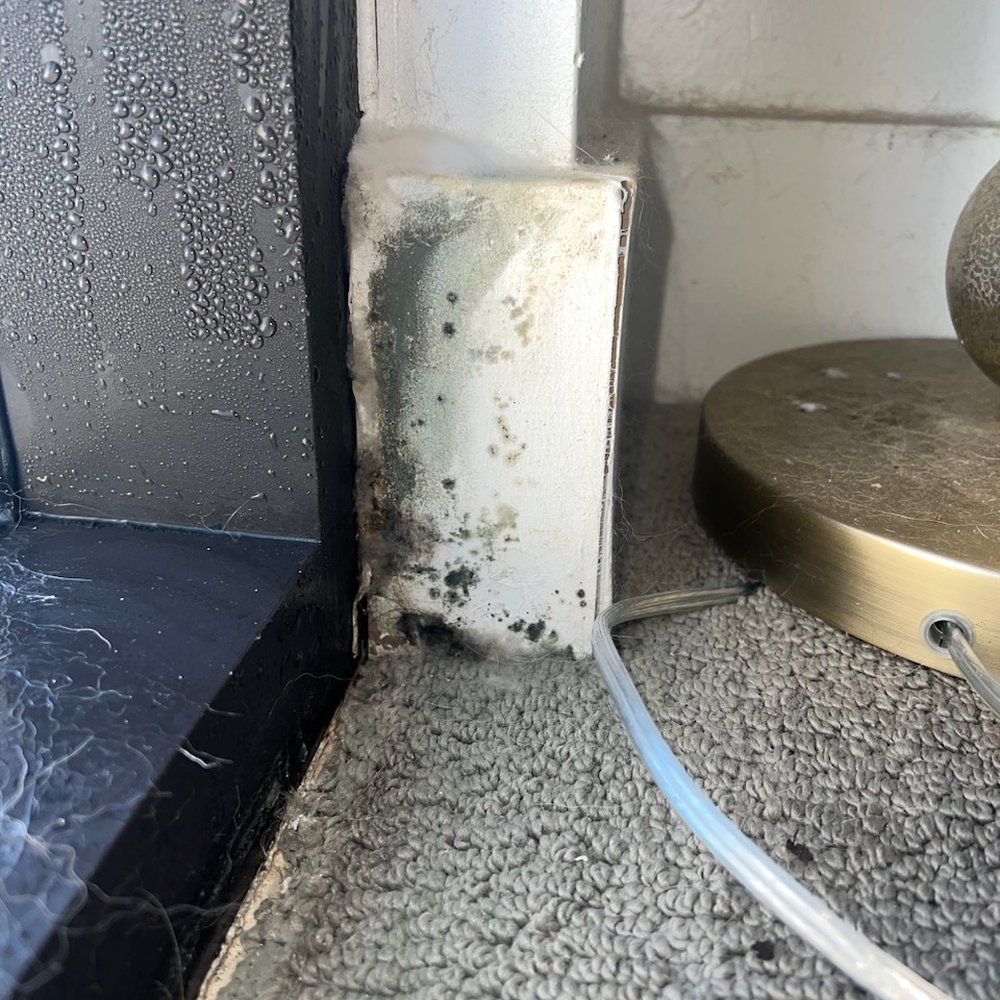 Steele Creek - 1/31/23 - mold on trim next to my bed - Apartments Near Me - Denver, Colorado Steele Creek - 1/31/23 - mold on trim next to my bed - Apartments Near Me - Denver, Colorado
