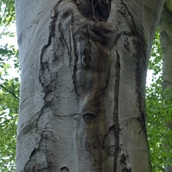 im Ohl - Ohler Baumkunst
