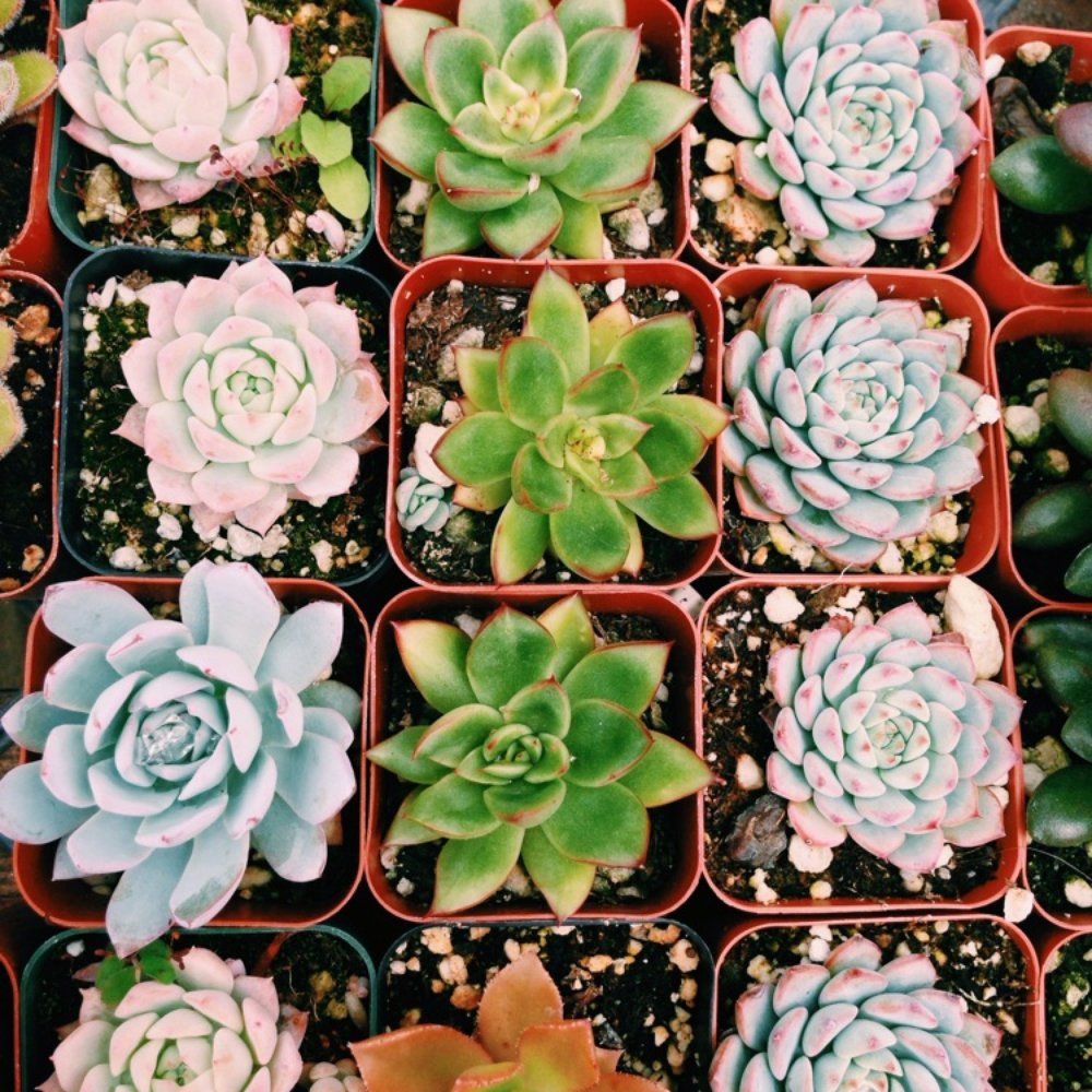Brita's Old Town Garden - More succulents - Nurseries & Gardening Near Me - Seal Beach, California Brita's Old Town Garden - More succulents - Nurseries & Gardening Near Me - Seal Beach, California
