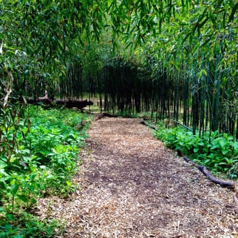 Rutgers Gardens - The path through the bamboo forest - Botanical Gardens Near Me - New Brunswick, New Jersey Rutgers Gardens - The path through the bamboo forest - Botanical Gardens Near Me - New Brunswick, New Jersey