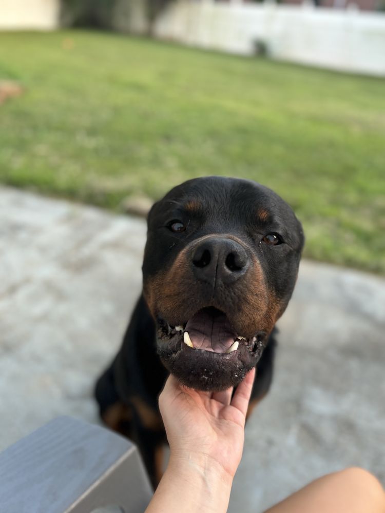 Crazy Paws Pet Sitting - pet boarding facility in Louisville, KY