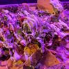 Talkin' Tacos Buckhead gift card