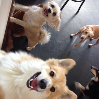 Pets in the City - Honolulu - Pet Groomers Near Me - Honolulu, Hawaii Pets in the City - Honolulu - Pet Groomers Near Me - Honolulu, Hawaii