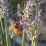 Photo of Beougher Honey Farms