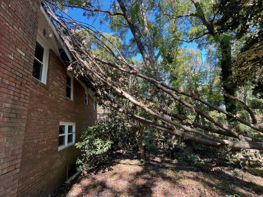 Canopy Tree Service - tree service in Lexington, SC