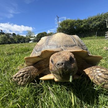The Lili House Farm - Petting Zoos Near Me - Volcano, Hawaii