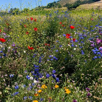 Koehler Winery - Stunning flowers on the drive in - Wineries Near Me - Los Olivos, California Koehler Winery - Stunning flowers on the drive in - Wineries Near Me - Los Olivos, California