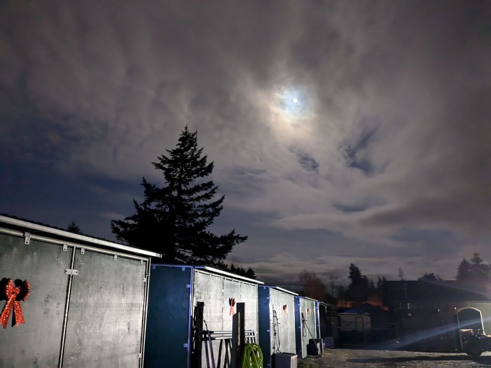 Simon Performance Horsemanship