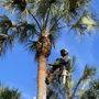 Photo of Vasquez Tree Service