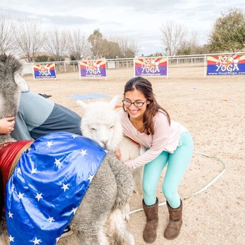 Goat Yoga - Goat Yoga atmosphere - Alpacas! - Yoga Near Me Goat Yoga - Goat Yoga atmosphere - Alpacas! - Yoga Near Me