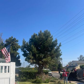 Red Hill Tree Service - Before - Tree Services Near Me - Rancho Cucamonga, California