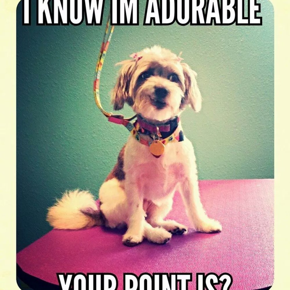Dog Day Afternoon - Pet Groomers Near Me - Mascoutah, Illinois