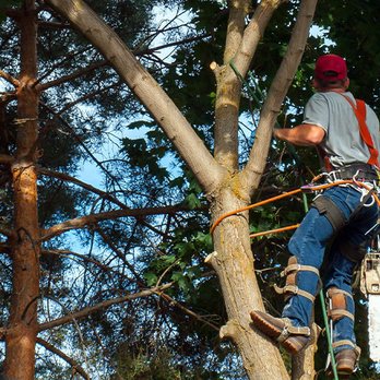 Newsom Tree Service - Tree Services Near Me Newsom Tree Service - Tree Services Near Me