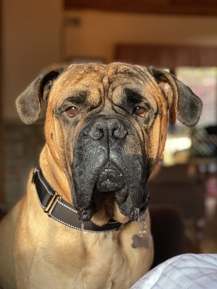 MASTIFFS TO MUTTS Updated September 2024 65 Photos & 20 Reviews