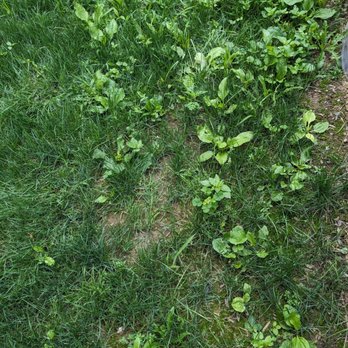 TruGreen Lawn Care - Two and a 1/2 months still weeds - Tree Services Near Me - Johnstown, Pennsylvania TruGreen Lawn Care - Two and a 1/2 months still weeds - Tree Services Near Me - Johnstown, Pennsylvania