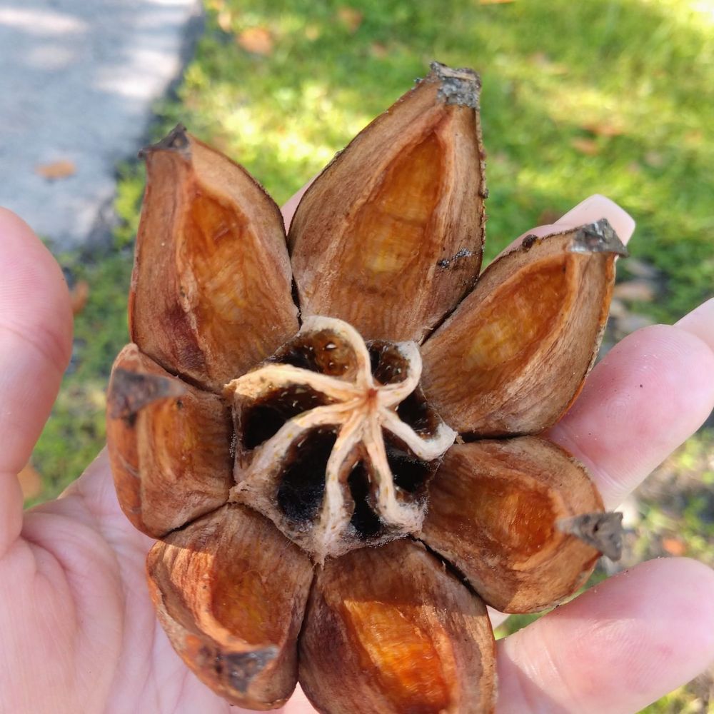 Botanical Gardens - anyone know what these are? - Botanical Gardens Near Me - Hialeah, Florida