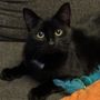 Photo of Neenah Animal Shelter