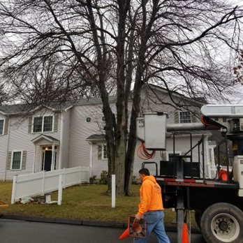 TreeLine - Red maple tree about to be removed. - Landscaping Near Me