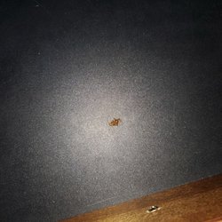 Blue Gum Motel - cockroach