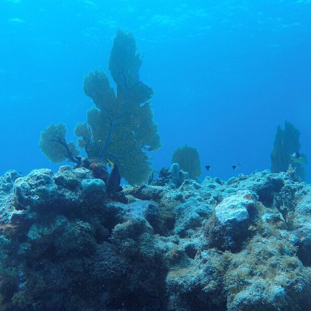Rainbow Reef Dive Center - Scuba Diving Near Me - Key Largo, Florida Rainbow Reef Dive Center - Scuba Diving Near Me - Key Largo, Florida