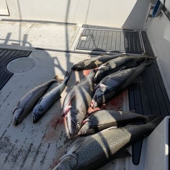 Spendthrift Charters - All the fish we caught - Fishing Near Me - Vernon Hills, Illinois Spendthrift Charters - All the fish we caught - Fishing Near Me - Vernon Hills, Illinois