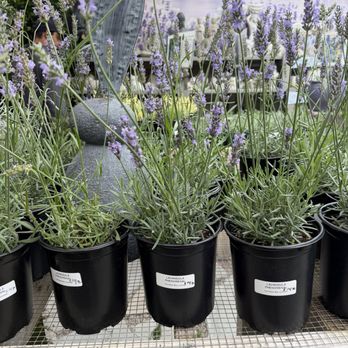 Half Moon Bay Lavender - Nurseries & Gardening Near Me - Half Moon Bay, California Half Moon Bay Lavender - Nurseries & Gardening Near Me - Half Moon Bay, California