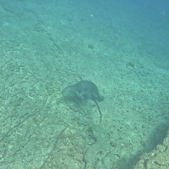 Seasport Divers - Scuba Diving Near Me - Koloa, Hawaii