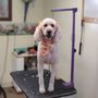Fancy Paws Pet Resort