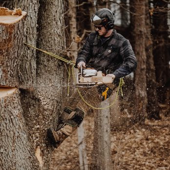 Kingdom Tree Removal and Land Clearing - Owner of the company getting the job done safely. - Tree Services Near Me Kingdom Tree Removal and Land Clearing - Owner of the company getting the job done safely. - Tree Services Near Me