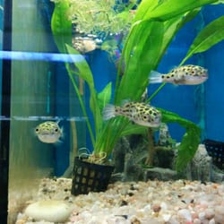 Acuario - Puffa fish.