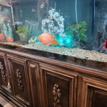 Petco - This is a before of 100 gallon tank - Pet Stores Near Me - Butte, Montana Petco - This is a before of 100 gallon tank - Pet Stores Near Me - Butte, Montana