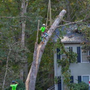 Finch’s Tree Service - Large tree removal near homes and buildings using professional equipment, experienced crew, and safe rigging. - Tree Services Near Me - Mobile, Alabama