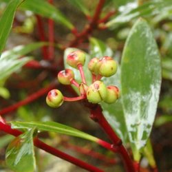 Water by Nature Tasmania - Tasmanian Pepperberry