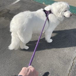 Brianna did a terrific job with my Great Pyrenees, Willow! She looks so good!