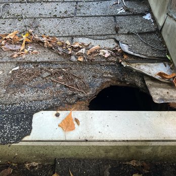 Fridays Pest Management - Raccoon Damaged roof - Pest Control Near Me