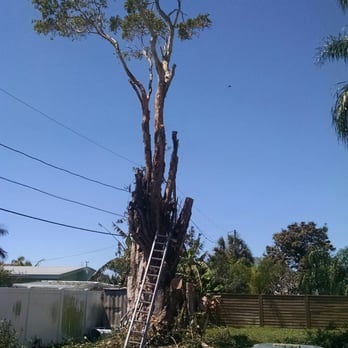 On a Budget Tree Services - Tree Services Near Me On a Budget Tree Services - Tree Services Near Me