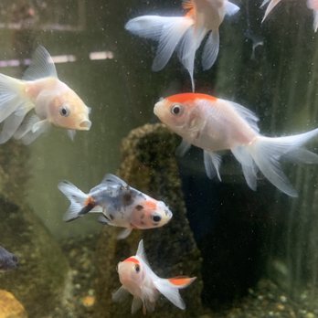 Kaija's Garden and Pet - Goldfish, tropical fish and pond fish are available at Kaija's Garden and Pet. - Nurseries & Gardening Near Me - Chehalis, Washington Kaija's Garden and Pet - Goldfish, tropical fish and pond fish are available at Kaija's Garden and Pet. - Nurseries & Gardening Near Me - Chehalis, Washington