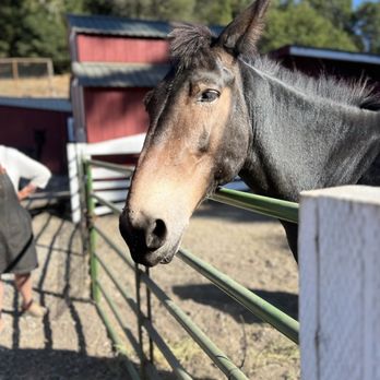 R2 Hillside Ranch - Mule - Ranches Near Me - Watsonville, California