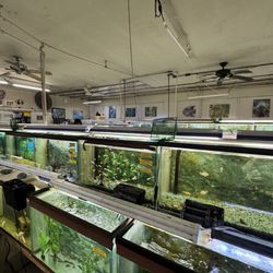 Fintique - Fish tanks