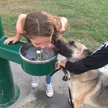 Canine Construction Dog Training - Pet Training Near Me Canine Construction Dog Training - Pet Training Near Me