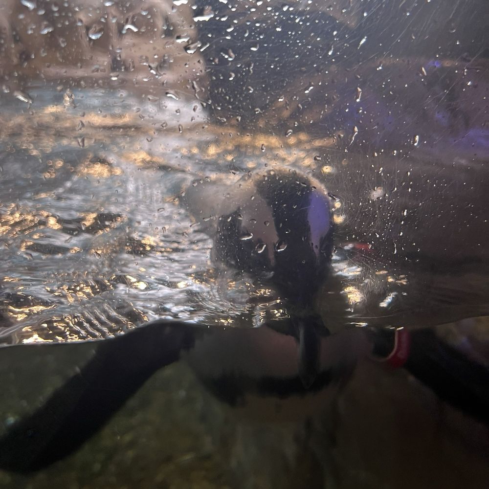 Audubon Aquarium - Aquariums Near Me - New Orleans, Louisiana Audubon Aquarium - Aquariums Near Me - New Orleans, Louisiana