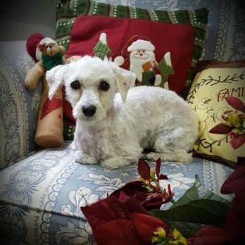 Best In Show - Our little pup all groomed by the lovely Donna Brock! - Pet Groomers Near Me Best In Show - Our little pup all groomed by the lovely Donna Brock! - Pet Groomers Near Me