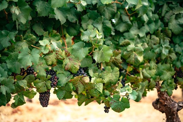 Winderlea Vineyard & Winery by null