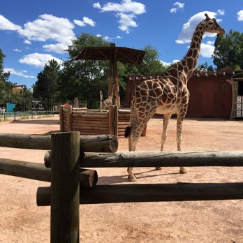 Denver Zoo - Giraffes - Zoos Near Me - Denver, Colorado Denver Zoo - Giraffes - Zoos Near Me - Denver, Colorado
