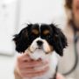 Good Life Veterinary Care