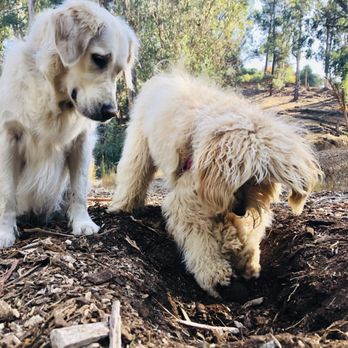 Dog Adventure Camps - Dog Walkers Near Me Dog Adventure Camps - Dog Walkers Near Me