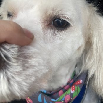 Bow and Wow Grooming - Uneven horrible cut for $115 - Pet Groomers Near Me - Los Angeles, California Bow and Wow Grooming - Uneven horrible cut for $115 - Pet Groomers Near Me - Los Angeles, California